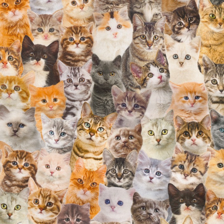 Canvas Katzen